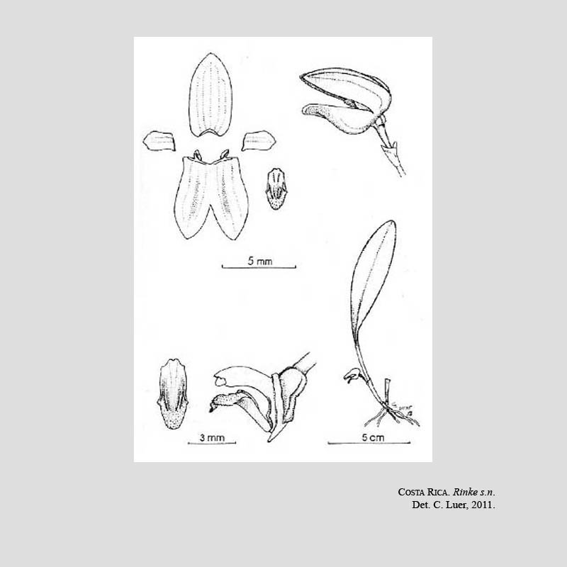 Kraenzlinella rinkei